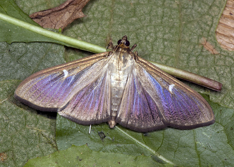 Cydalima perspectalis - Crambidae